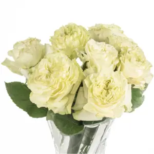 Buque de rosa garden rose verde com 8 hastes – Green x-pression Buque de rosa garden rose verde com 8 hastes – Green x-pression