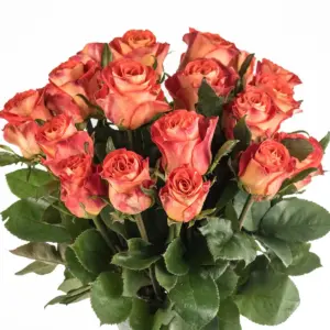 Buque de rosa laranja com 20 hastes de 60 cm – contrast Buque de rosa laranja com 20 hastes de 60 cm – contrast
