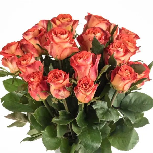 Buque de rosa laranja com 20 hastes de 60 cm – contrast