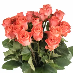 Buque de rosa laranja coral com 20 hastes de 60 cm – wow Buque de rosa laranja coral com 20 hastes de 60 cm – wow