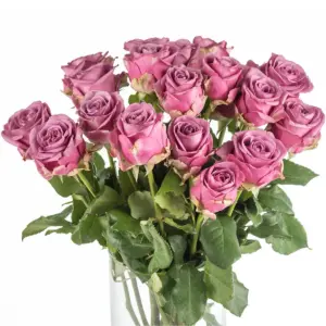 Buque de rosa lilas com 20 hastes de 60 cm – coolwater Buque de rosa lilas com 20 hastes de 60 cm – coolwater