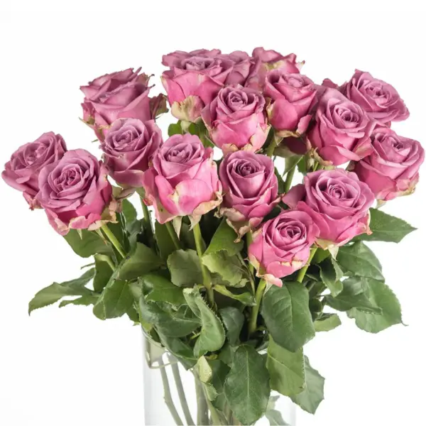 Buque de rosa lilas com 20 hastes de 60 cm – coolwater