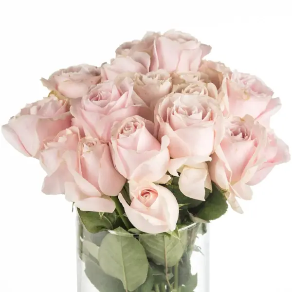Buque de rosa rosa com 20 hastes de 60cm – sweet avalanche