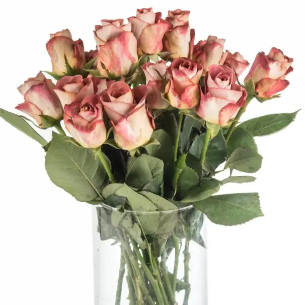 Buque de rosa terracota com 20 hastes de 60cm – leonidas