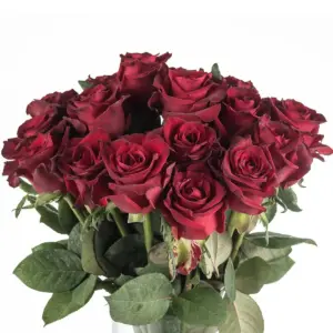 Buque de rosa vermelha com 20 hastes de 60 cm – ever red Buque de rosa vermelha com 20 hastes de 60 cm – ever red
