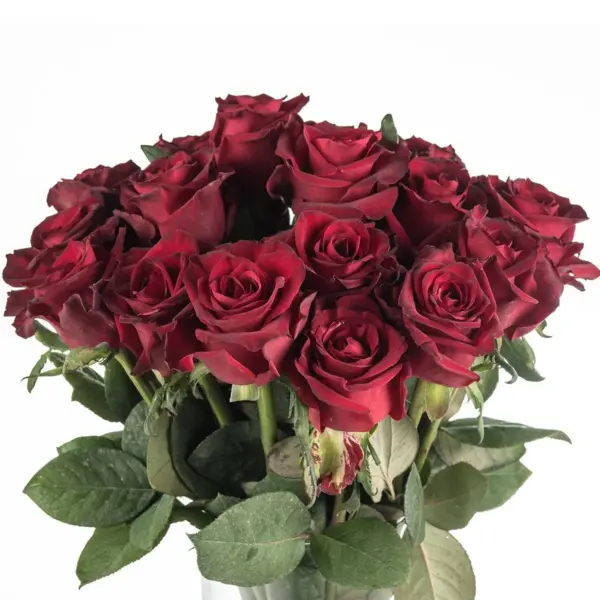 Buque de rosa vermelha com 20 hastes de 60 cm – ever red Buque de rosa vermelha com 20 hastes de 60 cm – ever red